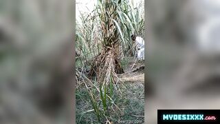 Village bhabhi fuck with her lover in sugar can field